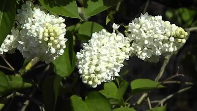 Syringa vulgaris